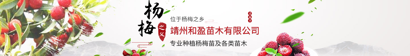 靖州和盈苗木有限公司-靖州縣斷根及移栽楊梅樹苗、桂花樹、柚子樹（黃金貢柚、紅心柚、沙田柚）、黃桃樹、大五星枇杷樹、美國紅楓、紅葉石楠、
